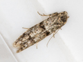 Blastobasis rebeli